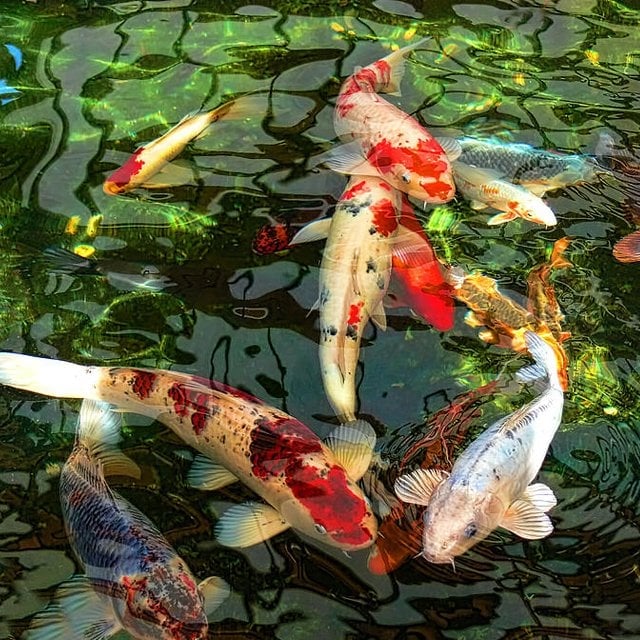 LAST DAY - 49% OFF🎁Ceramic Koi Set 🐟
